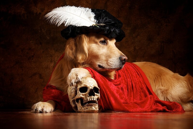 Golden Retriever with Skull
