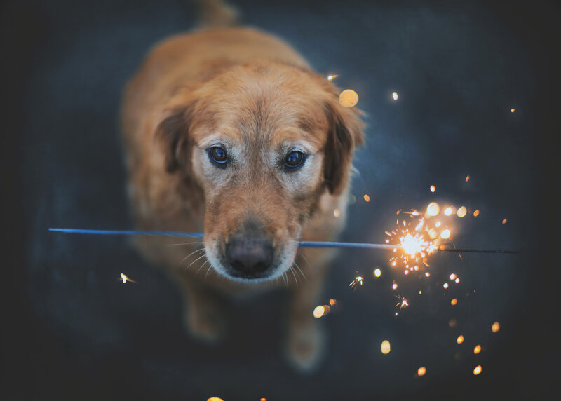 Golden Retriever with Sparkler — Brown