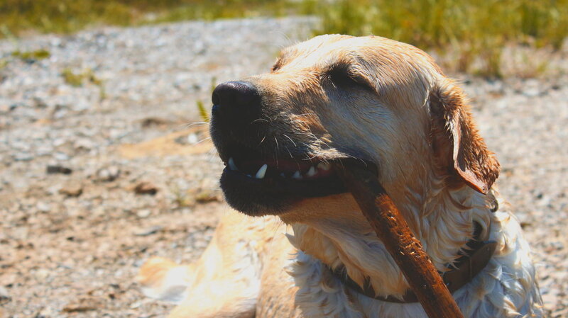 Golden Retriever with Stick
