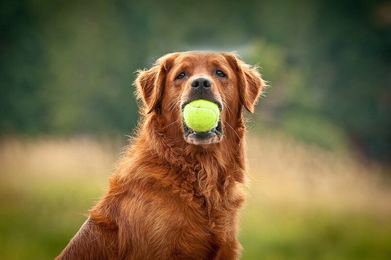 Golden Retriever with Tennis Ball — Brown, Playful