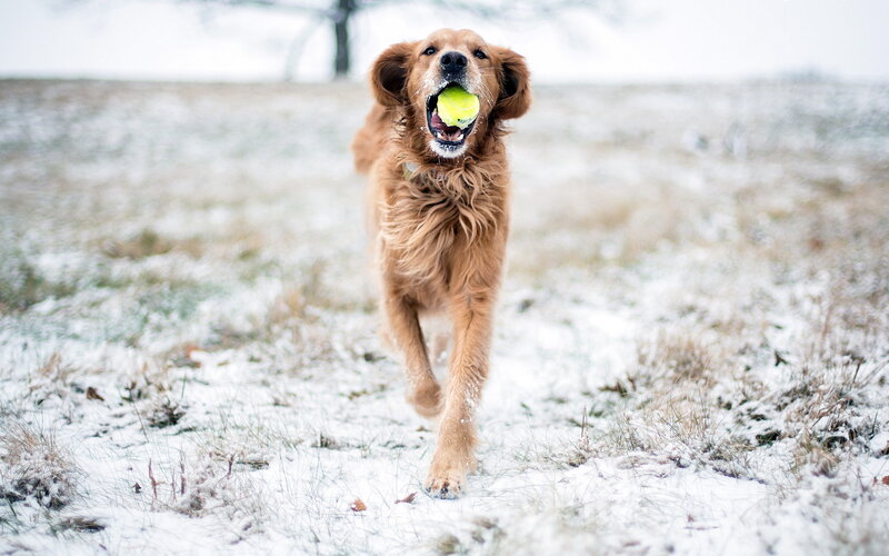 Golden Retriever with Tennis Ball — Brown