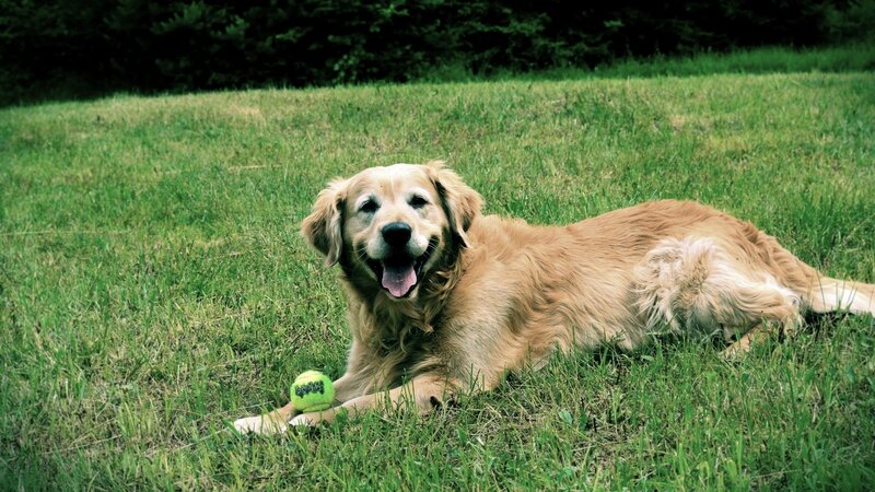 Golden Retriever with tennis ball