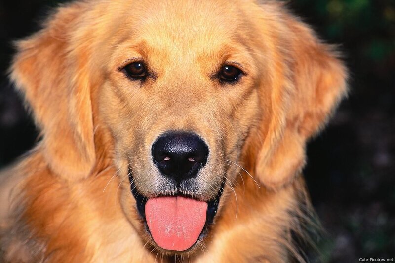 Golden Retriever with tongue out