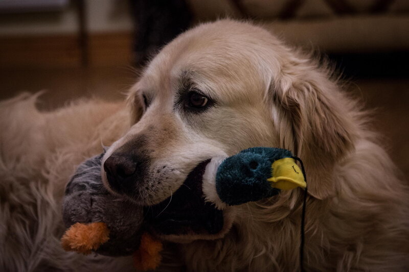 Golden Retriever with Toy — Brown, Calm