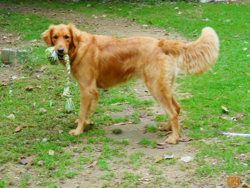 Golden Retriever with Toy — Brown