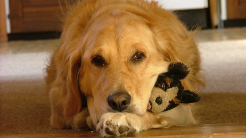 Golden Retriever with Toy — Gold, Calm