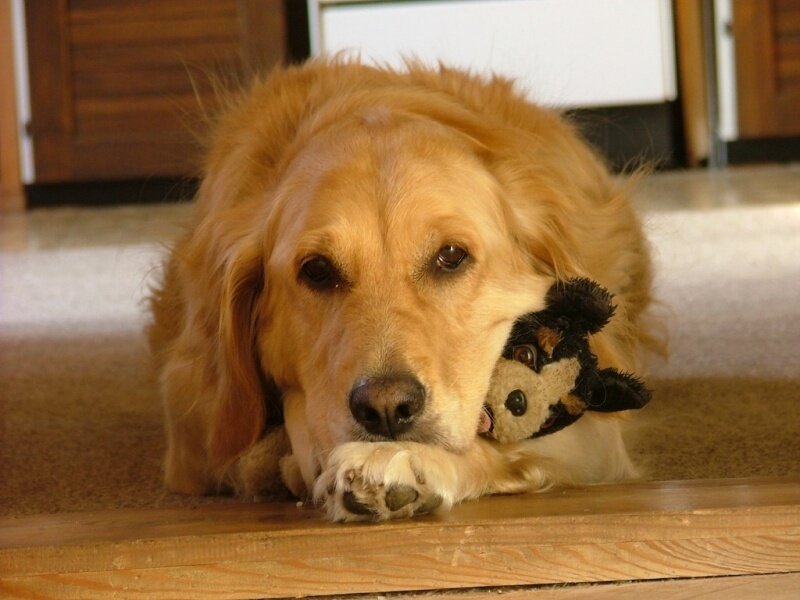 Golden Retriever with Toy — Gold