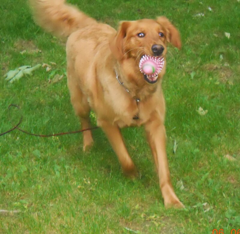 Golden Retriever with Toy — Green