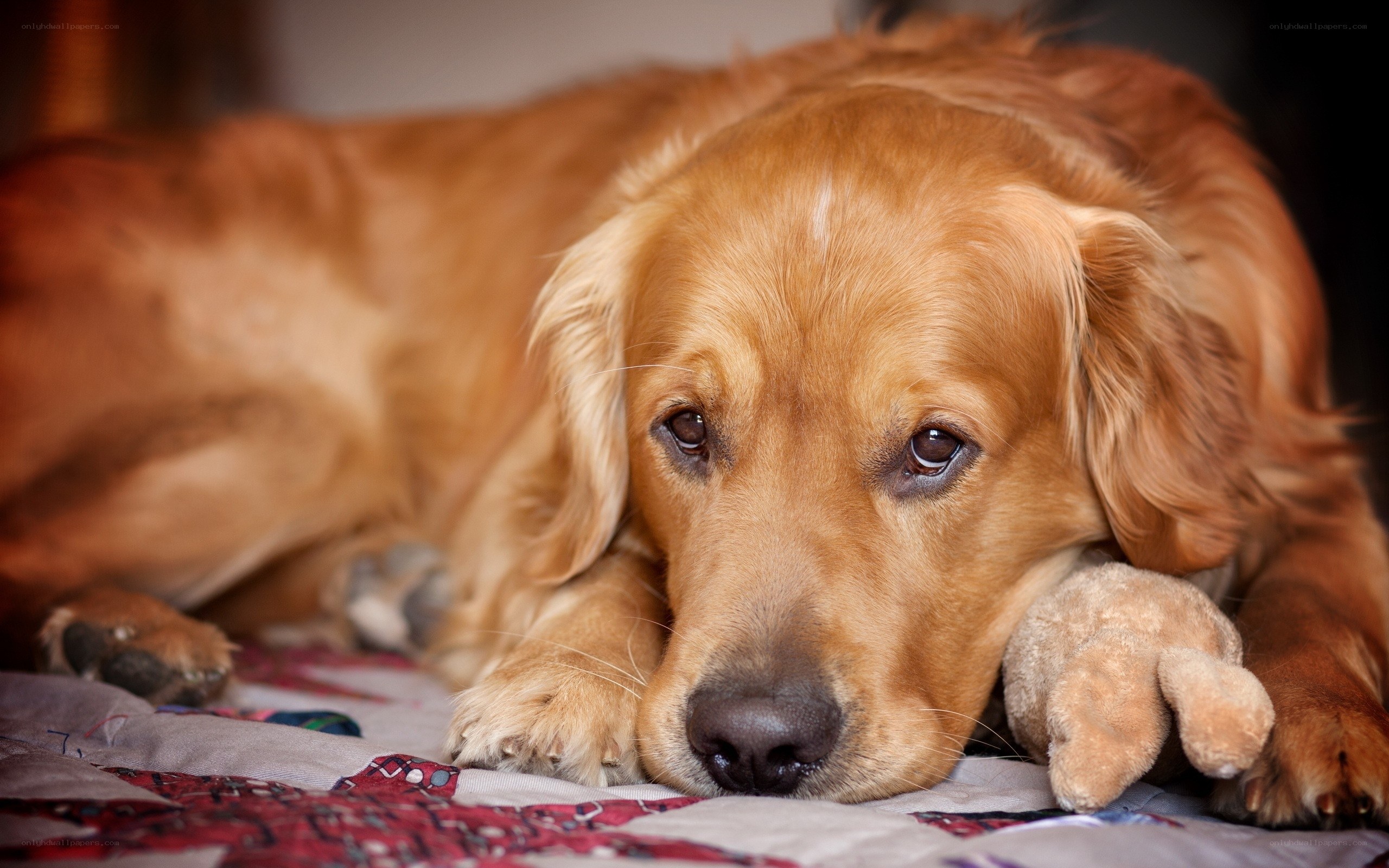 Golden Retriever with Toy