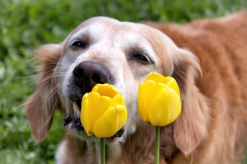 Golden Retriever with Tulips