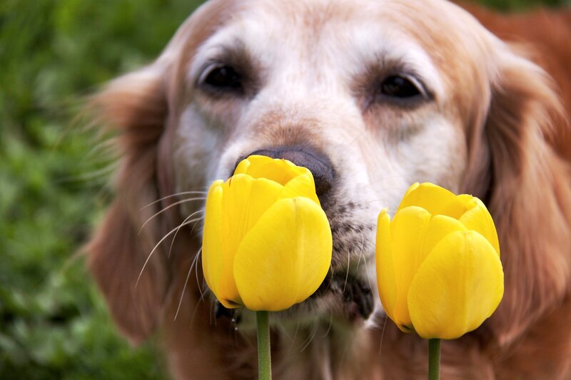 Golden Retriever with Tulips — Yellow