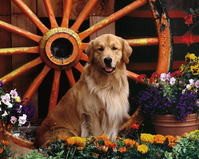 Golden retriever with wagon wheel