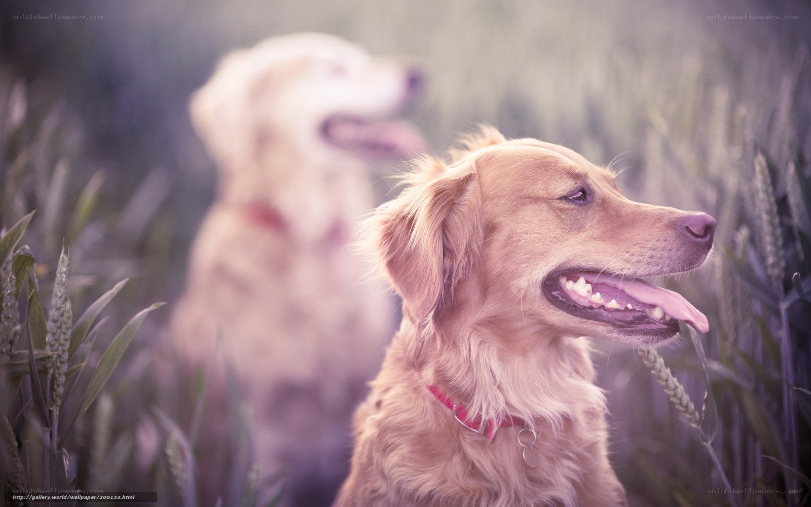 Golden Retrievers in a Field
