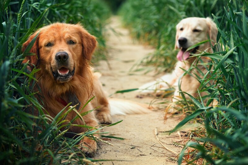 Golden Retrievers in Field