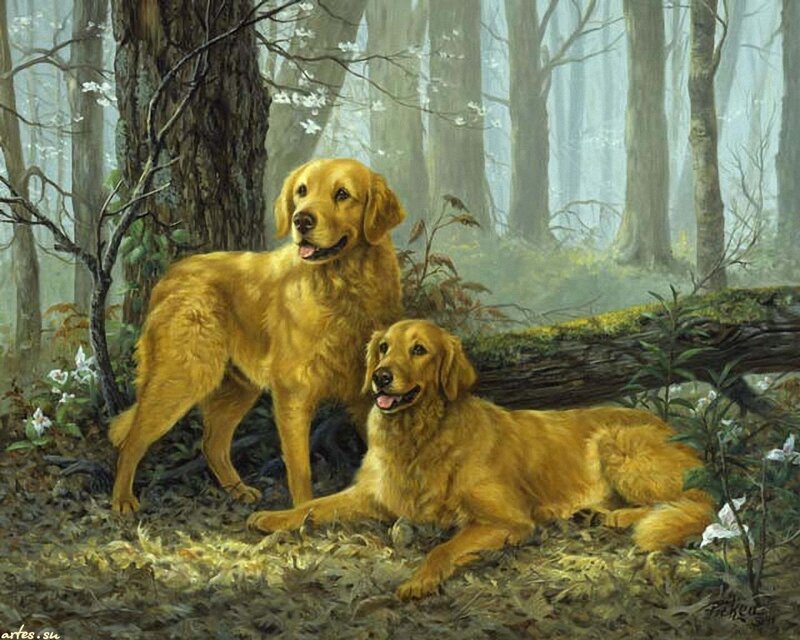 Golden Retrievers in Forest