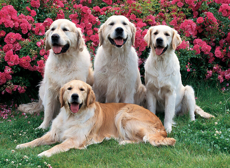 Golden Retrievers in Garden