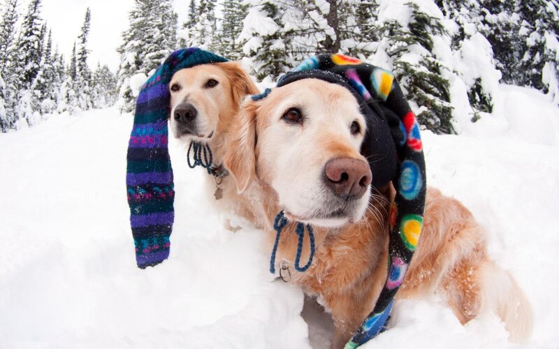 Golden Retrievers in Snow