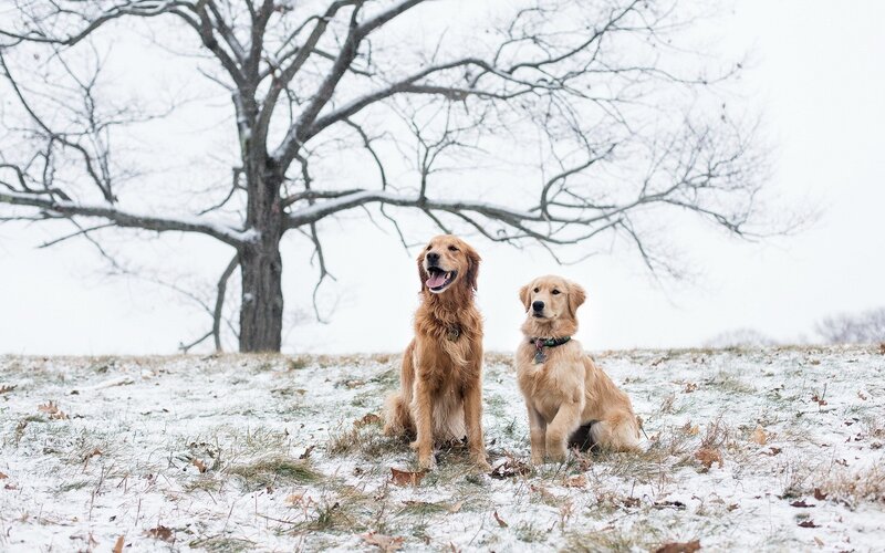 Golden Retrievers in Snow — White