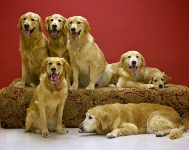 Golden Retrievers on Couch