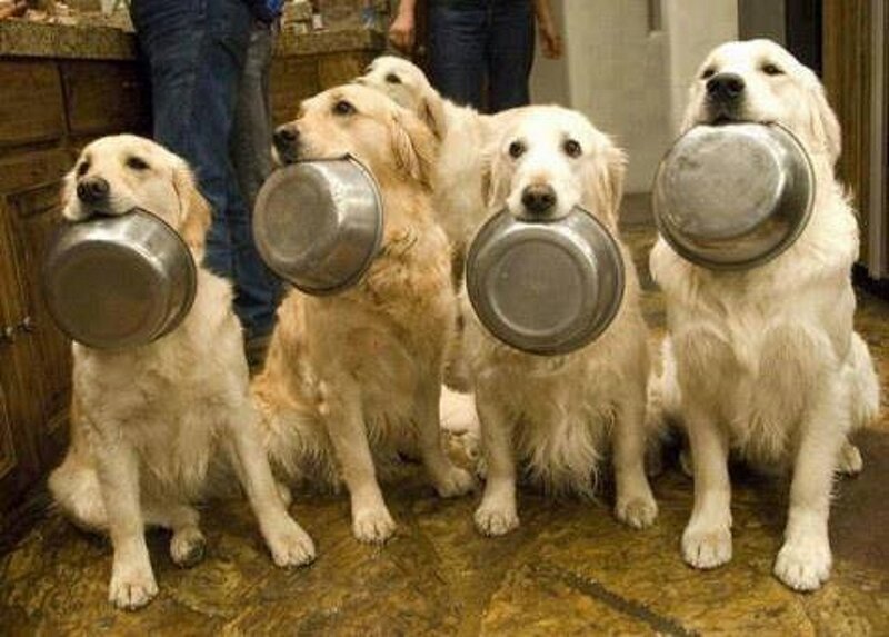 Golden Retrievers with Bowls