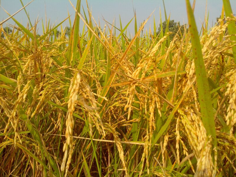 Golden rice field at harvest