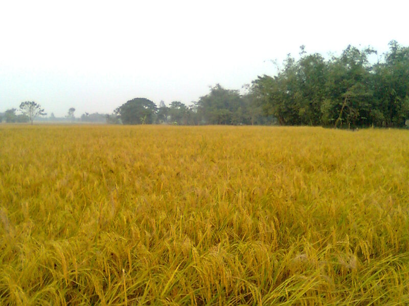 Golden rice field at harvest