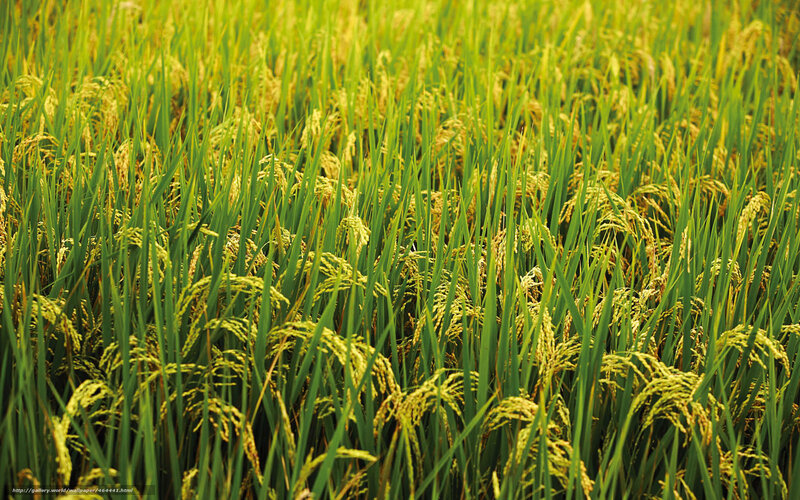 Golden rice field at harvest time
