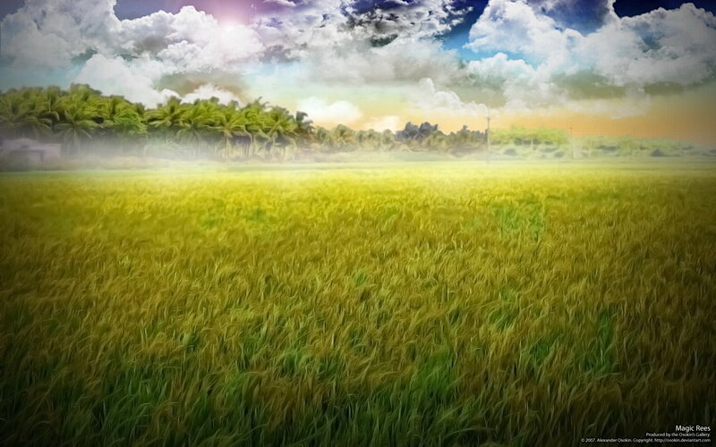 Golden Rice Field at Sunrise