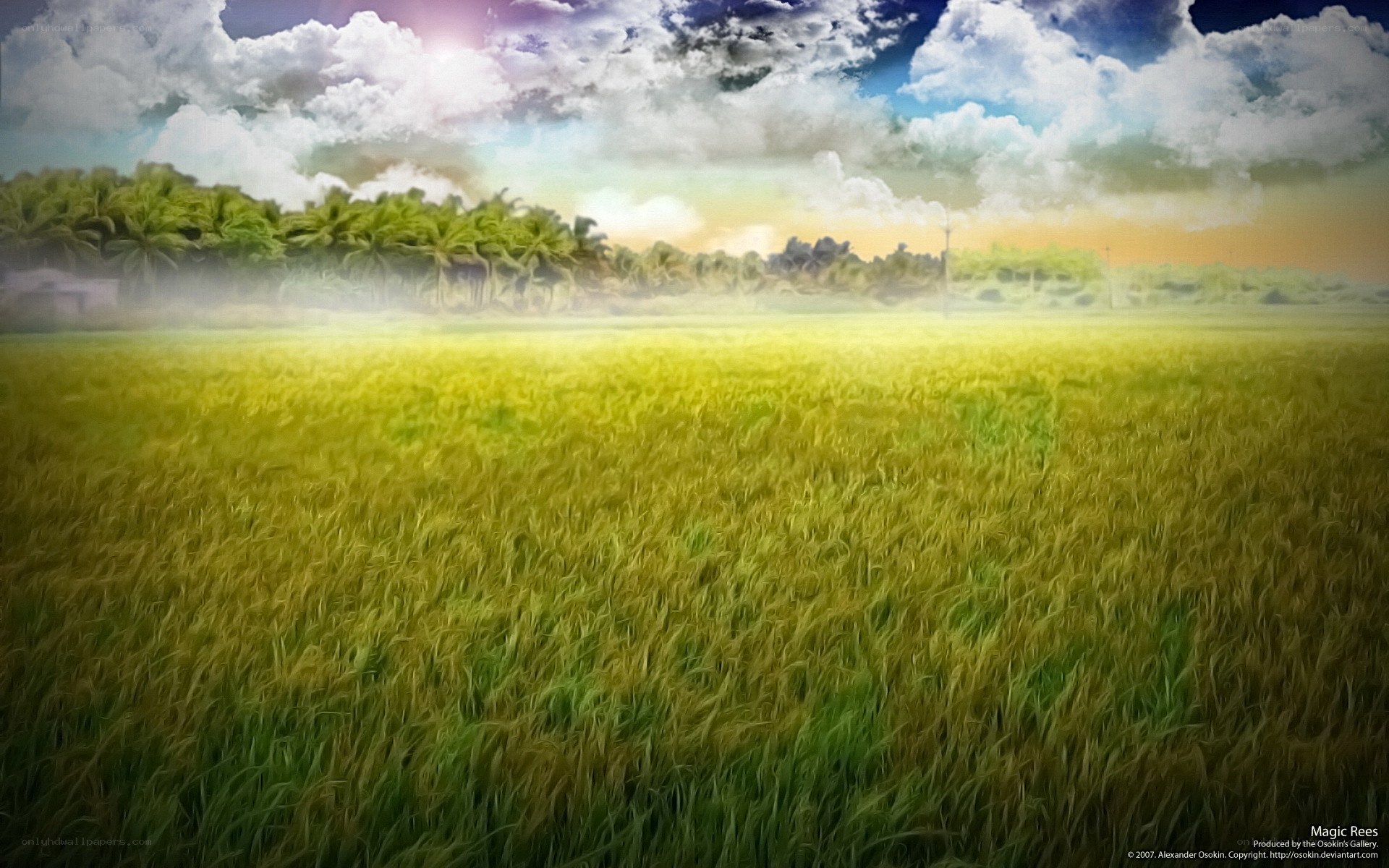 Golden Rice Field at Sunrise