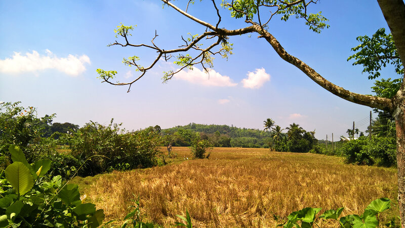 Golden Rice Field — Blue