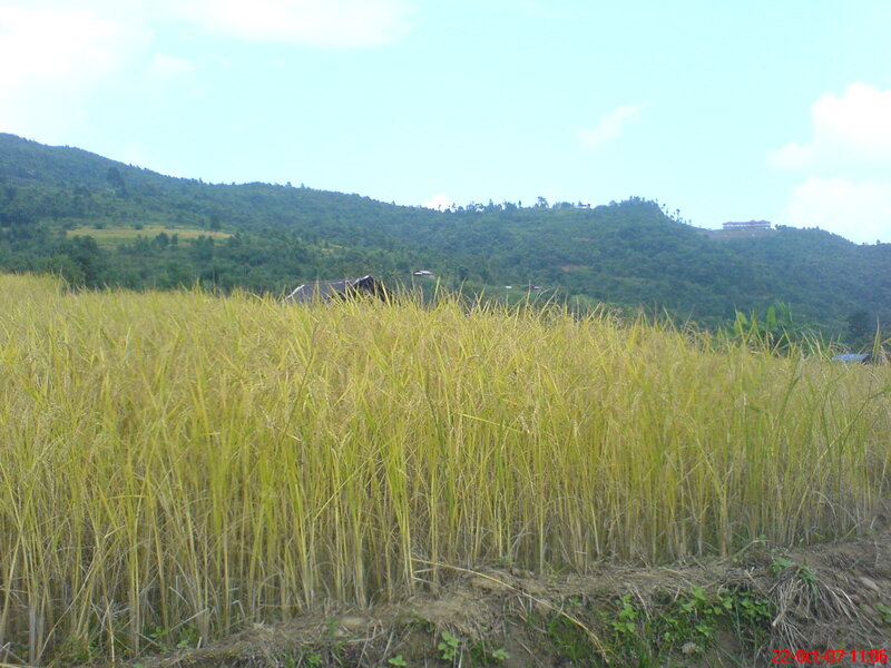 Golden rice field in the mountains