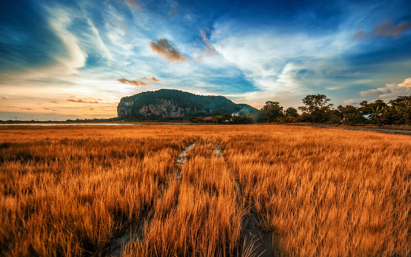 Golden Rice Field — Orange, Serene