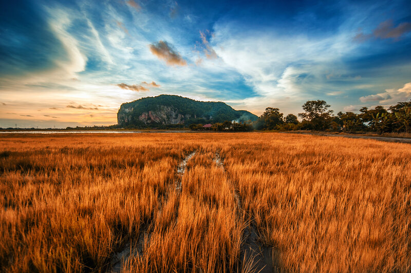 Golden Rice Field — Orange