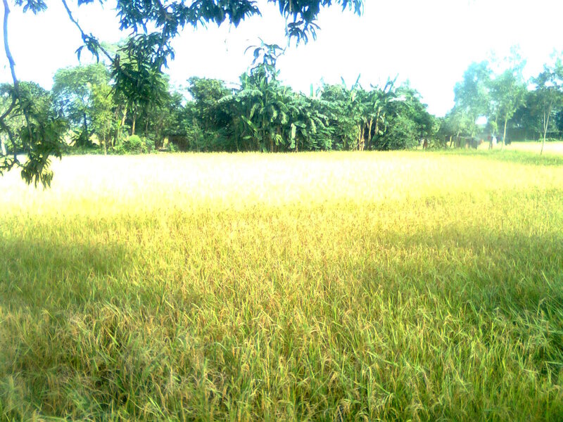Golden Rice Field