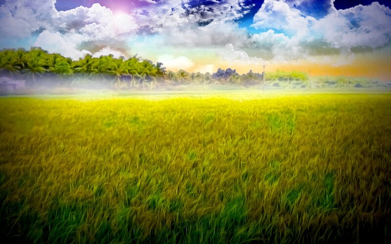 Golden Rice Field — Yellow, Serene