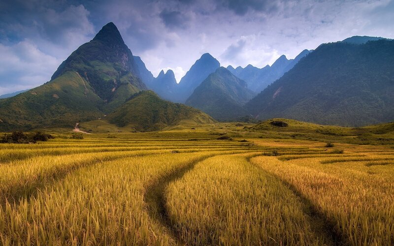 Golden Rice Fields — Gold