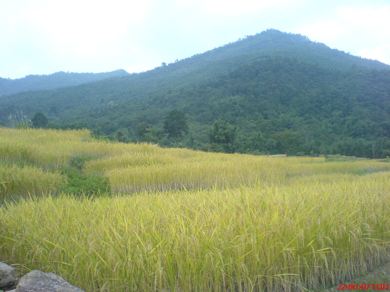 Golden rice fields in mountain valley