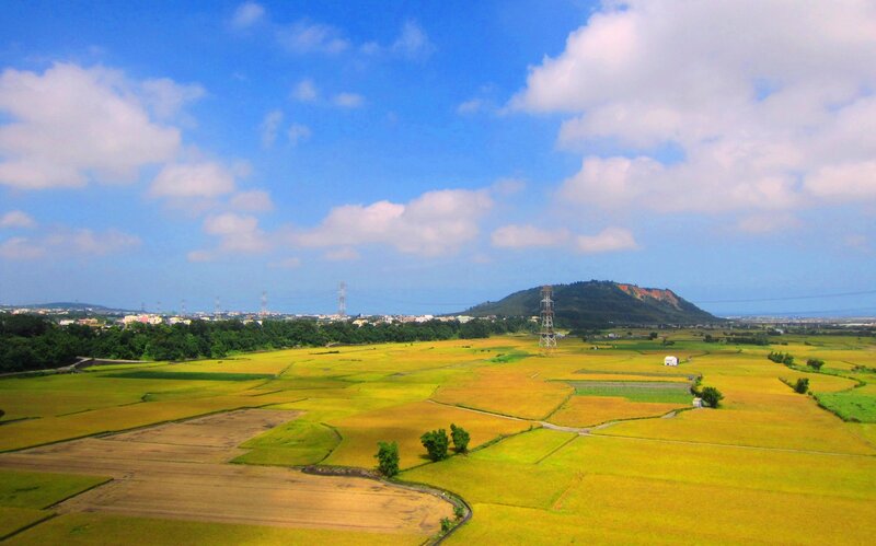 Golden Rice Fields