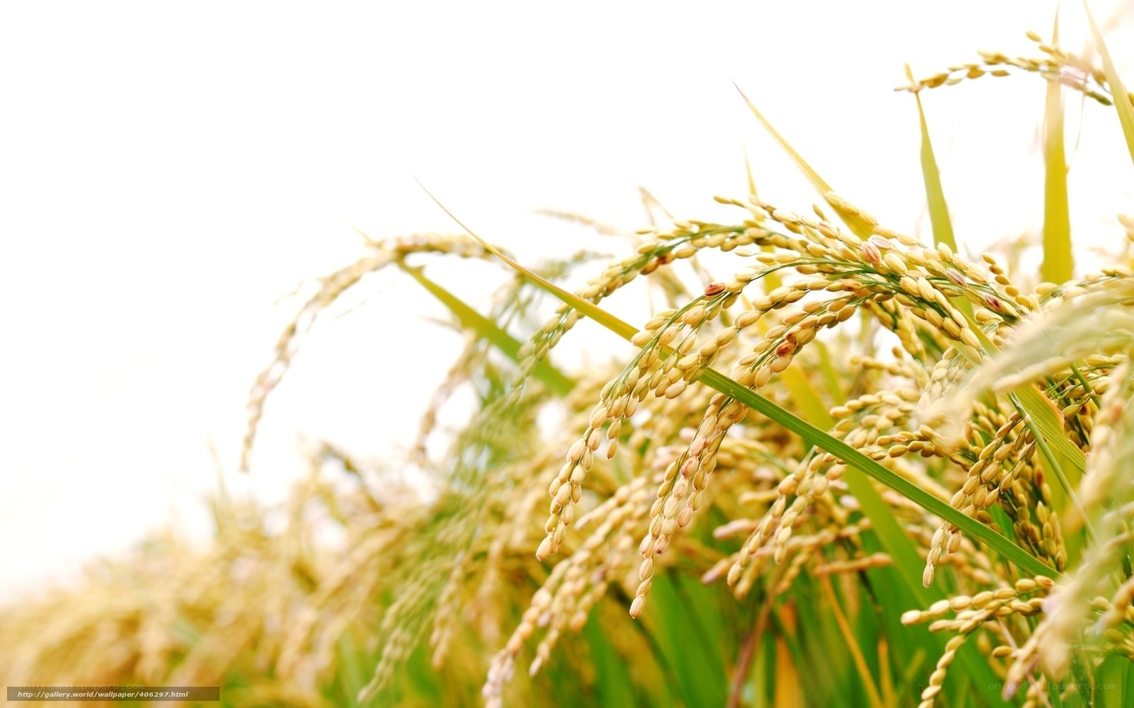 Golden rice stalks in field