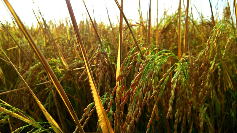 Golden Rice Stalks