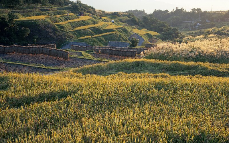 Golden rice terraces at sunset