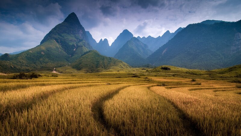 Golden Rice Terraces — Gold