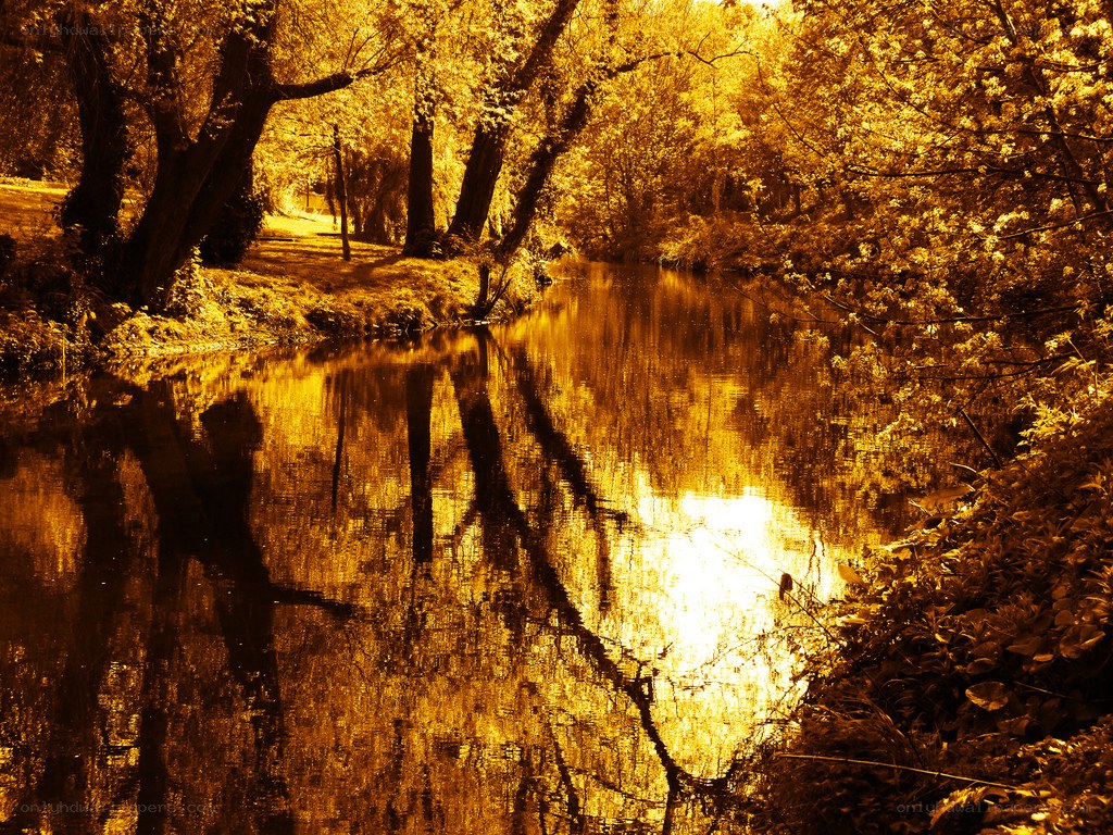 Golden river at sunset