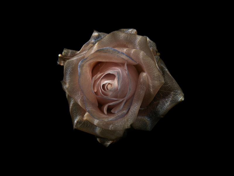 Golden Rose Flower — Gold, Dramatic, Photograph