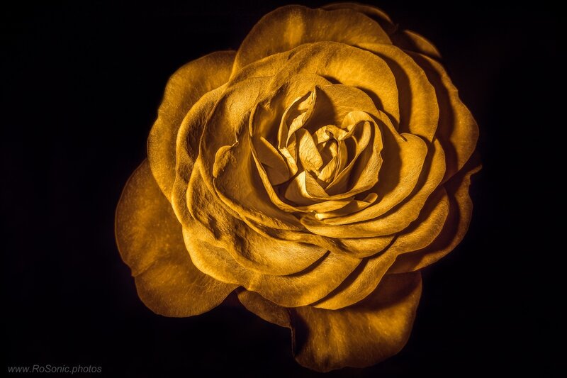 Golden Rose Flower — Gold, Dramatic