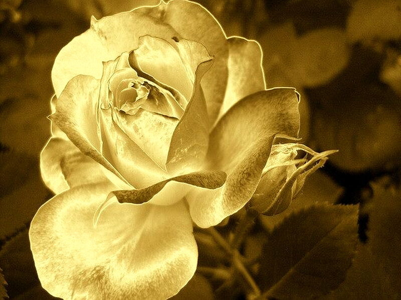 Golden Rose Flower — Gold, Serene