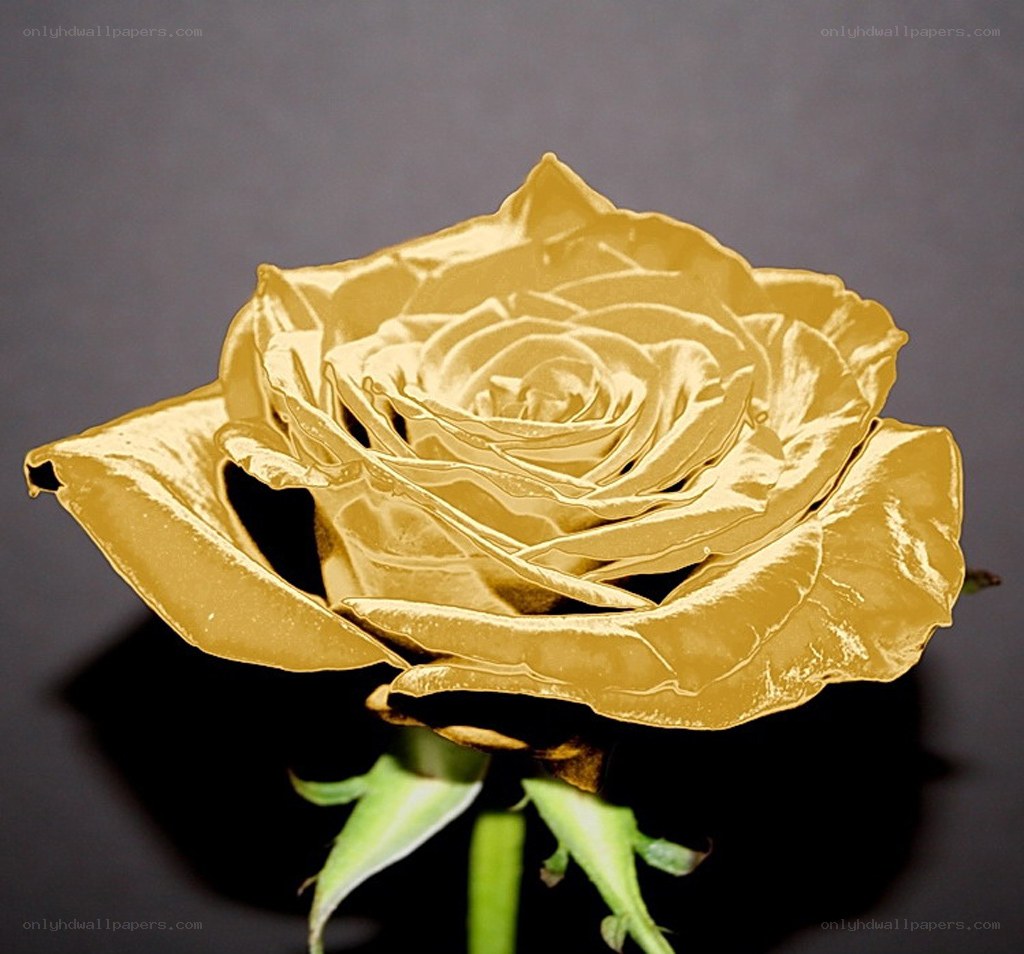 golden rose flower