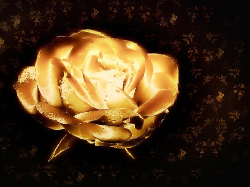 golden rose on dark background