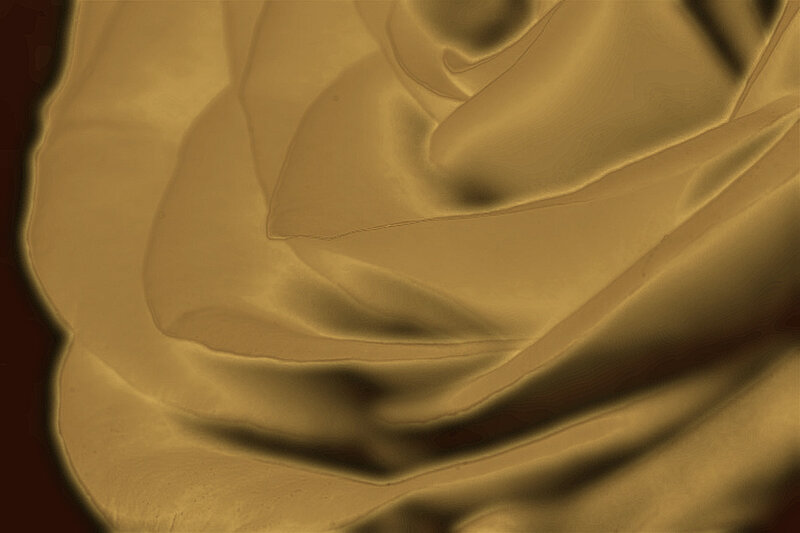 golden rose texture