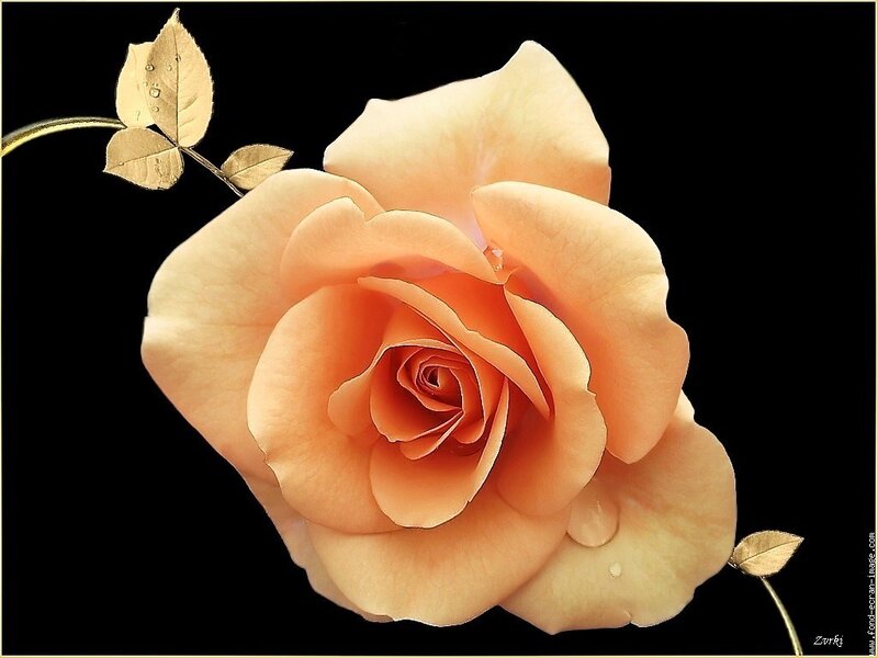 Golden rose with dew drops